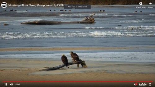 Screenshot (284) MRF Cam 2 eagles 28 NOV 2018.jpg