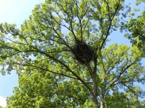 DNN   Nest and tree   6-16.jpg