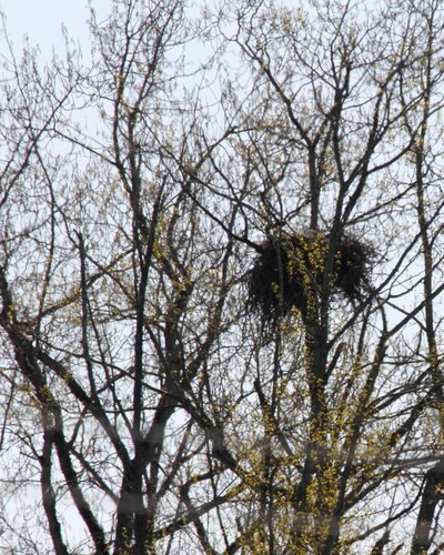 Brentwood Bay Eagles nest 2 Apr. 2016.jpg