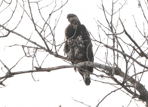 young eagle on ft-19.jpg