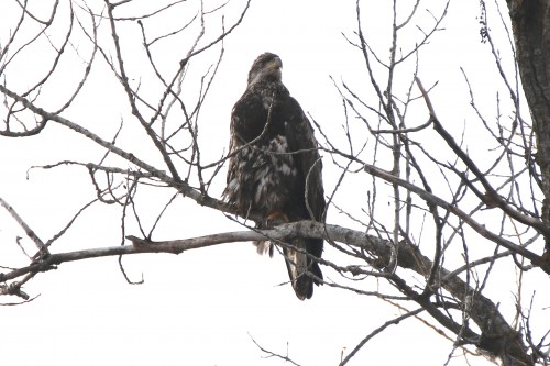 young eagle on ft-16.jpg