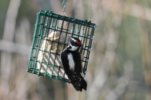 Jan 06 19  Downy Woodpecker on deck (1)-1.jpg