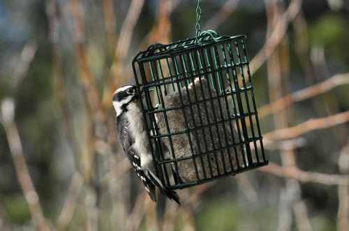 Jan 06 19  Downy Woodpecker on deck (2)-1.jpg