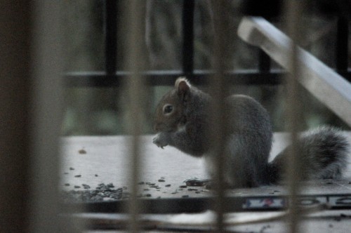 Jan 06 19  Squirrel on deck-1.jpg