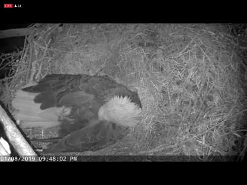 BERRY COLLEGE EAGLES 1 8 19 9 50PM  1ST EGG LAYED AT 4 30PM.jpg