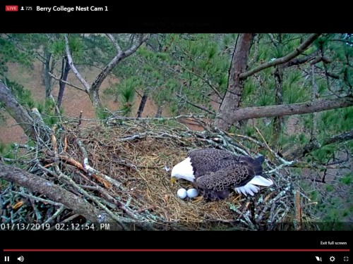 BERRY COLLEGE EAGLES 1 13 19 2 14PM TWO EGGS.jpg