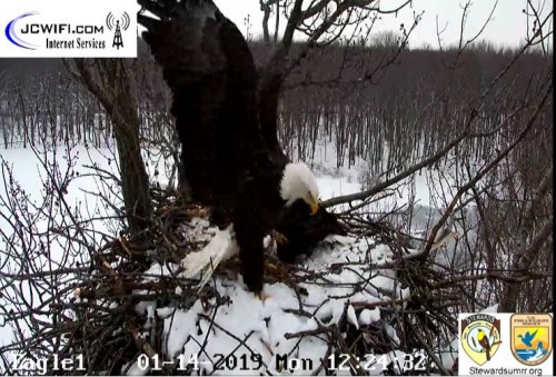 2019-01-14 13_23_07-Trio Bald Eagle Nest Cam -Live _ Stewards of the Upper Mississippi River Refuge .jpg