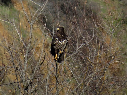 young eagle on lib's island-2.jpg