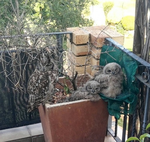 Lady and her owlets 16 Dec. 2018.jpg