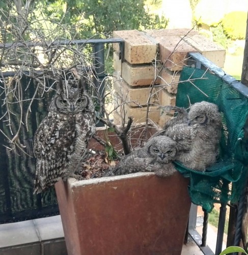 Lady with her owlets 16 Dec. 2018.jpg