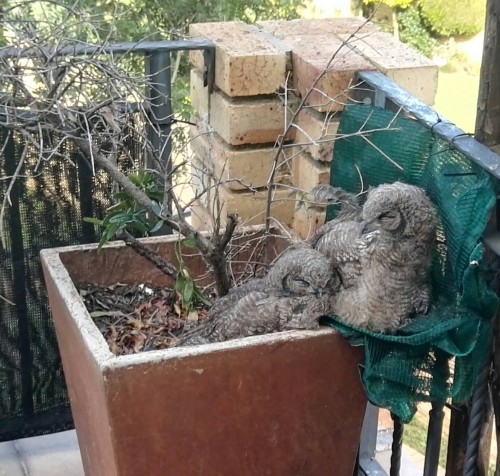 Pot Plant Owl Adopted Owlets 16 Dec. 2018.jpg