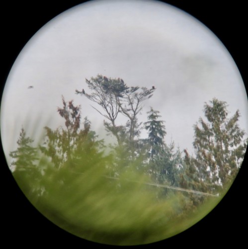Stalashen nest pics Jan 27-19 eagles! - 1.jpg