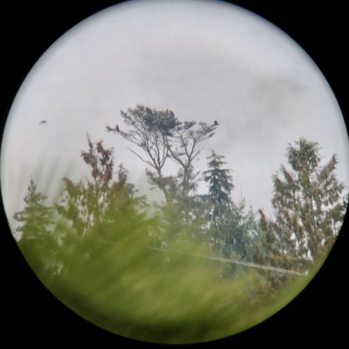 Stalashen nest pics Jan 27-19 6 eagles! - 1.jpg