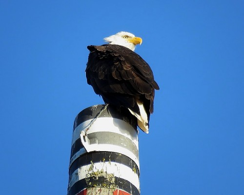 Beacon Hill Park Eagle(4).JPG