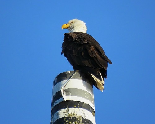 Beacon Hill Park Eagle(3).JPG