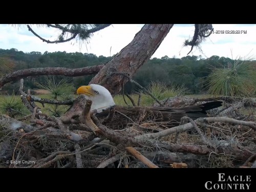 EAGLE COUNTRY 2 1 19 2 30PM INCUBATING 2 EGGS.jpg