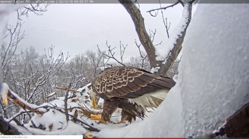 hanover eagle to the nest 4 33 pm feb 12 .jpg