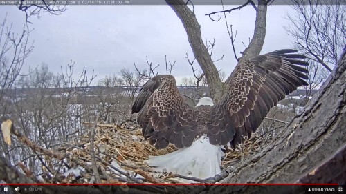 hanover eagle to nest with stick 12 31 feb 14 .jpg