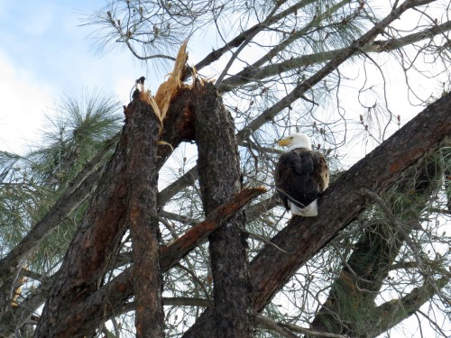 lib perched by remains of nest at rv.jpg