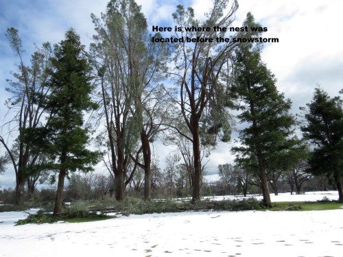 Nest Tree at RV after snowstorm.jpg