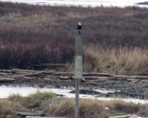 Sylvan Lane Eagle on Trial Island(2) 20 Feb.JPG