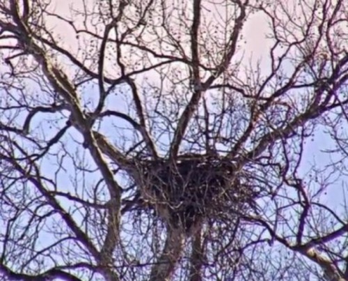 ND   tree and nest  2.jpg