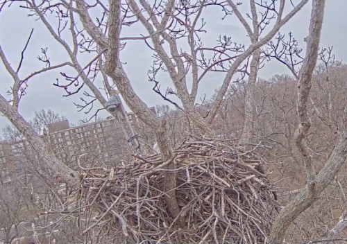 KIDS   nest+tree.jpg