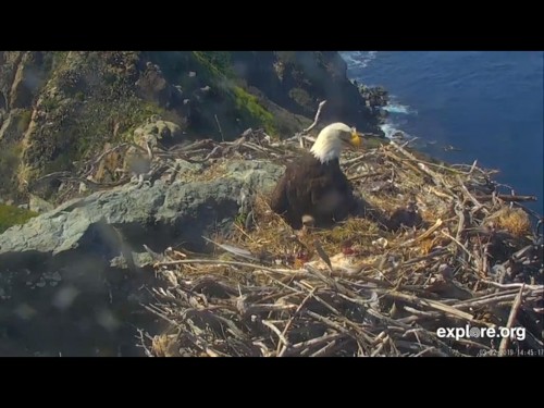 WEST END EAGLES 3 22 19 5 46PM SECONG LITTLE BEHING LUMP OF NESTING MATERIAL.jpg
