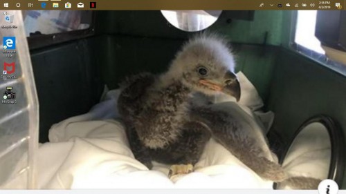 eaglet rescued.jpg