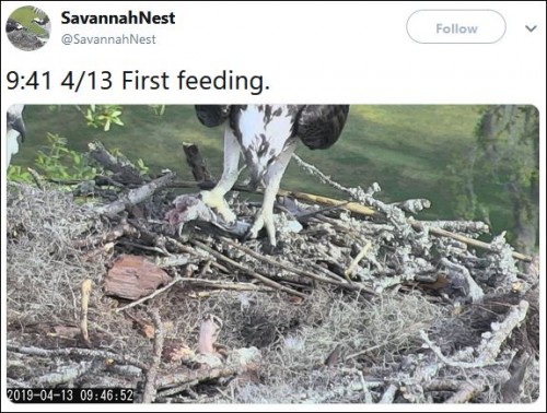 9.41am Chick's First Feeding.JPG
