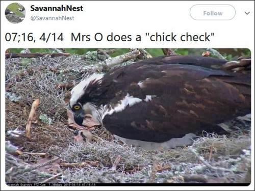 7.16am Mrs O does a chick check.JPG