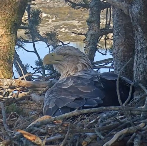 2019-04-17 11_01_53-Eagle Cam #1 - Baron Blue - White Tailed Eagles Nest Live - YouTube.jpg