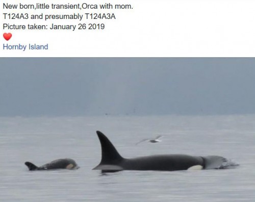 baby orca from T pod congrats momma orca_edited.jpg