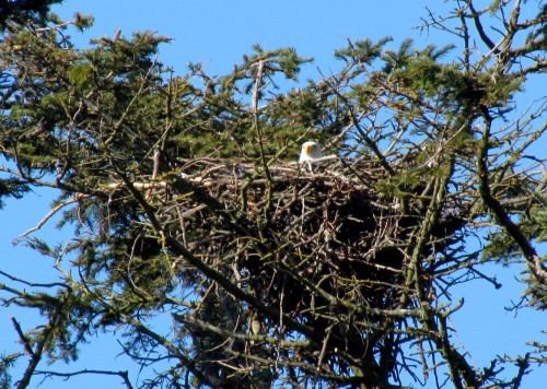 Beacon Hill Bald Eagle nest March 2018.jpg