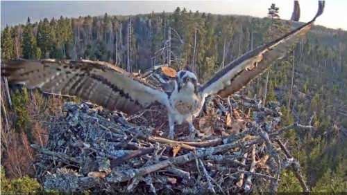 22 Apr.  Ivo brings something to nest, mantles, mates with female_2019-04-22 15-15-30.jpg