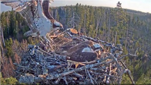 22 Apr.  Ivo brings something to nest, mantles, mates with female_2019-04-22 15-18-23.jpg