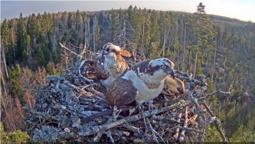 22 Apr.  Ivo brings something to nest, mantles, mates with female_2019-04-22 15-20-56.jpg