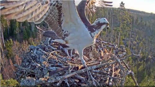 22 Apr.  Ivo brings something to nest, mantles, mates with female_2019-04-22 15-23-23.jpg