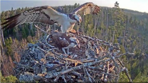 22 Apr.  Ivo brings something to nest, mantles, mates with female_2019-04-22 15-24-45.jpg