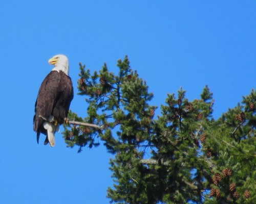 Centennial Park Eagle 30 Apr. 2019.JPG