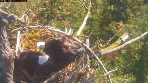 hm dad back to nest 9 38 may 15 .jpg