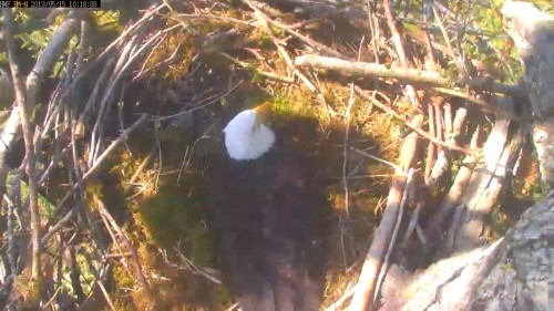 hm dad still laying in nest looking around 10 18 may 15 .jpg