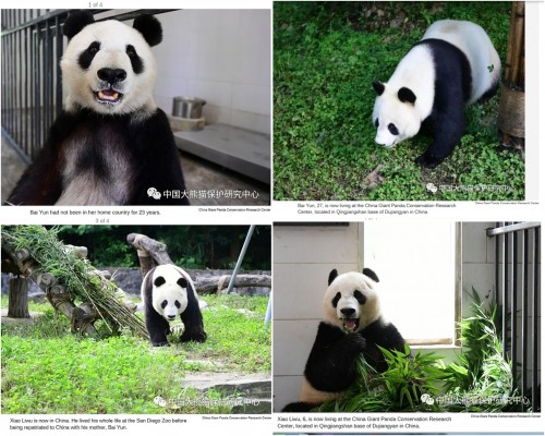 5-27-19 china-sdz pandas.jpg