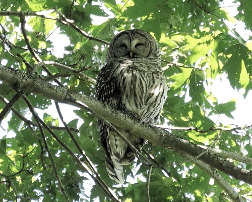 Barred Owl Parent(1).JPG