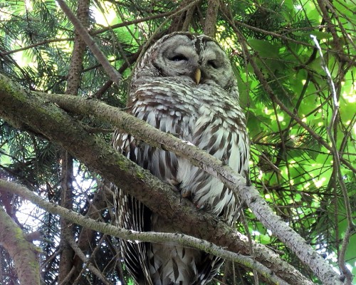 Barred Owl Parent(2).JPG