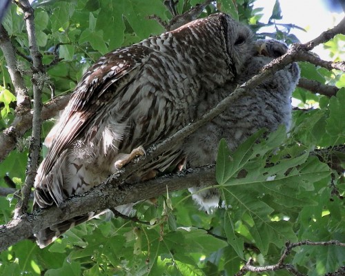 Barred Owl Mom & Owlet(1).JPG