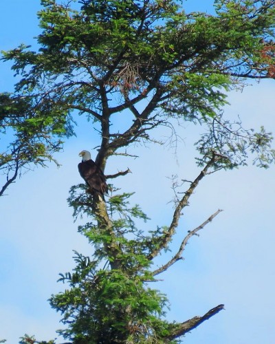 Saanichton Bay Eagle(2).JPG