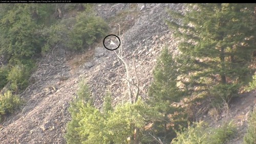 hellgate unknow osprey  leaves dead tree 7 12 july 16.jpg