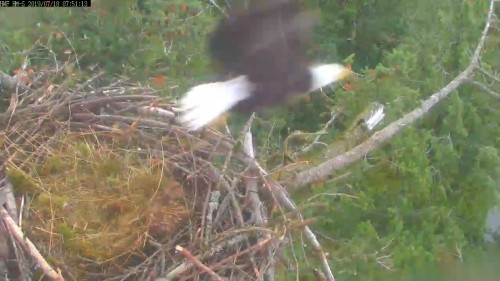 hm dad up and quickly flies off nest 7 51 july 18 .jpg
