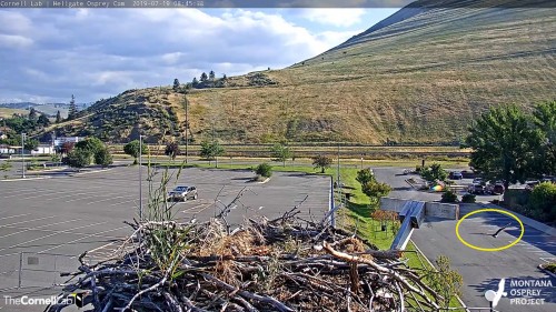 hellgate iris flew across parking lot from direction of valley 8 45 july 19.jpg